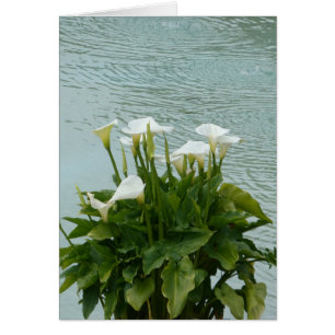 Tarjeta de saludo blanca Calla Lilies y Water Blan