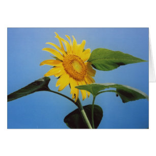 Tarjeta de saludo Blue Sky con flores de girasol a