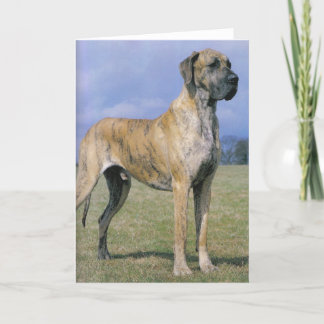 Tarjeta de saludo Brindle Great Dane