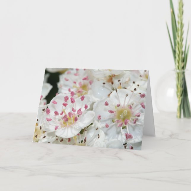 Tarjeta de saludo con flores de espino blanco (Anverso)