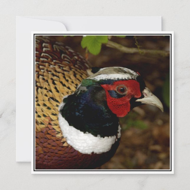 Tarjeta de saludo con foto de una cabeza de faisán (Anverso)