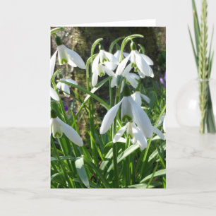 Tarjeta de saludo con gotas de nieve de las flores