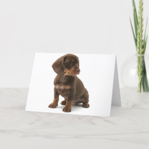 Tarjeta de saludo Dachshund Puppy
