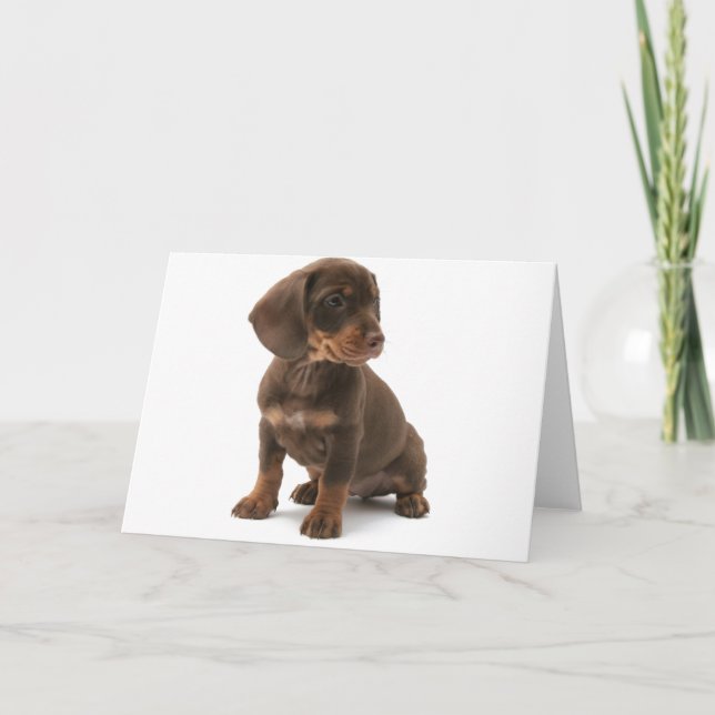 Tarjeta de saludo Dachshund Puppy (Anverso)