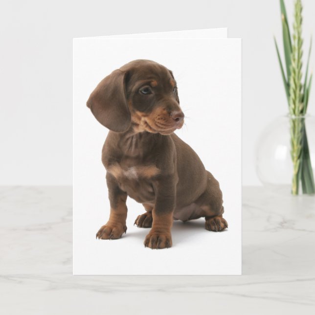 Tarjeta de saludo Dachshund Puppy (Anverso)