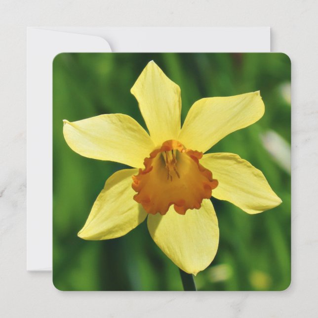 Tarjeta de saludo Daffodil (Anverso)