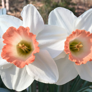 Tarjeta de saludo Daffodil Congrat gemelos