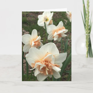 Tarjeta de saludo Daffodil Spring
