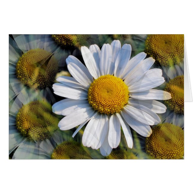 Tarjeta de saludo DAISIES (Anverso (Horizontal))