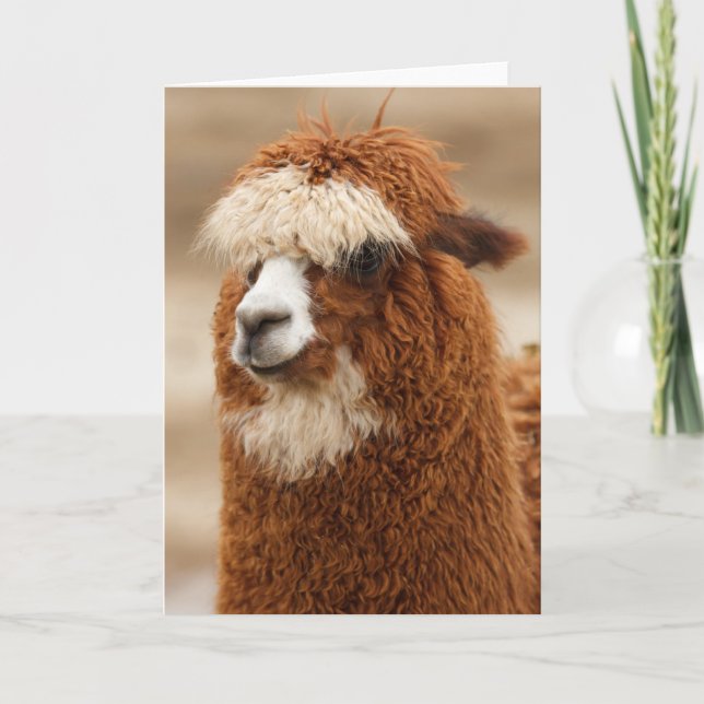 Tarjeta de saludo de Alpaca (Anverso)