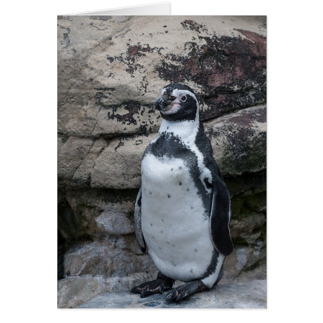 Tarjeta de saludo de animales con pingüino. (Frente)