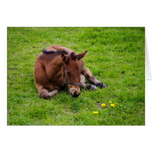 Tarjeta de saludo de animales, en blanco dentro.