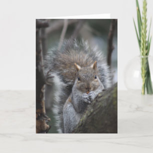 Tarjeta de saludo de ardilla