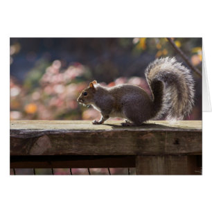 Tarjeta de saludo de ardilla brillante