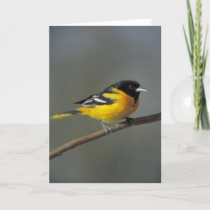 tarjeta de saludo de Baltimore oriole