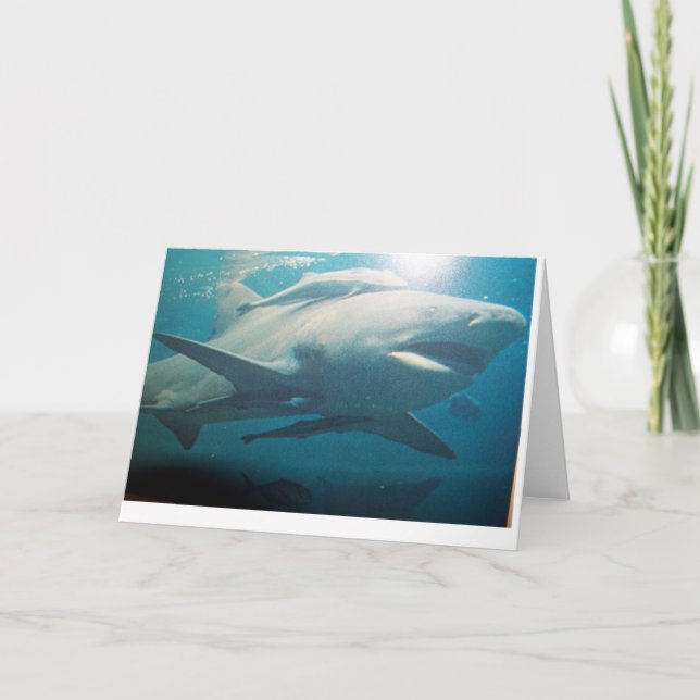 Tarjeta de saludo de Bull Shark (Anverso)