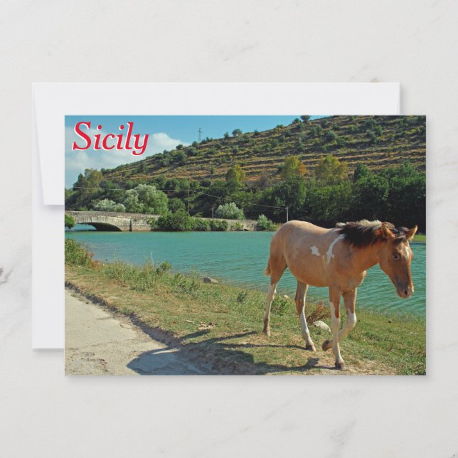 Tarjeta de saludo de caballo Sicilia (Anverso)