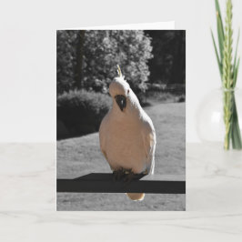 Tarjeta de saludo de cacatúa crestada de azufre cu