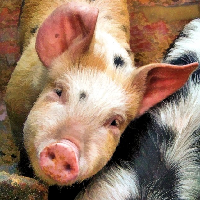 Tarjeta de saludo de CERDITO CUTE (Subido por el creador)