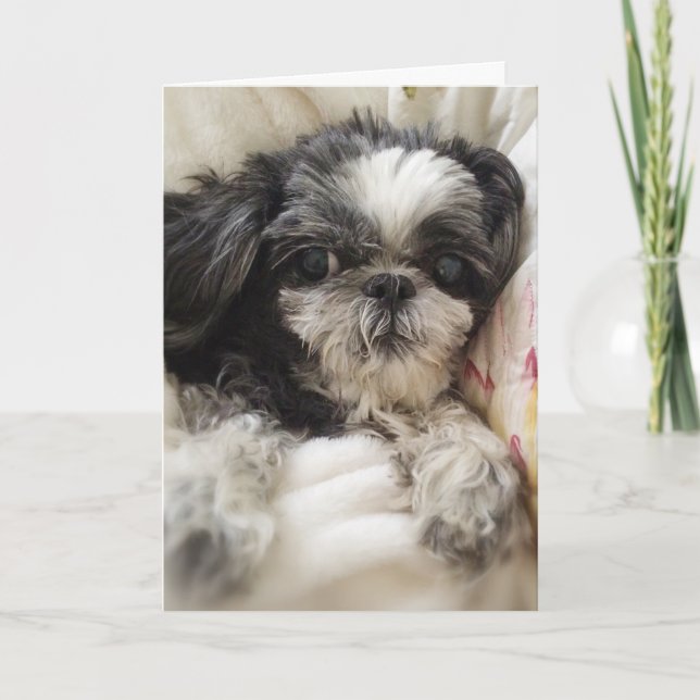 Tarjeta de saludo de Chica Shitzu (Anverso)