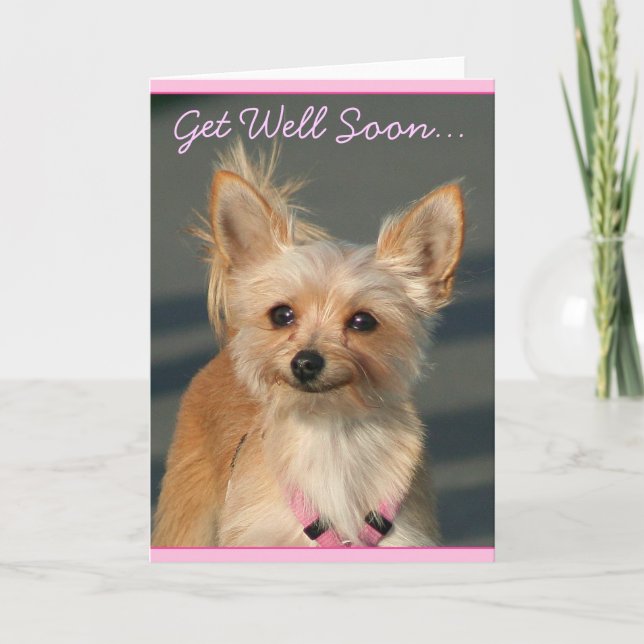 Tarjeta de saludo de Chihuahua para recuperarse pr (Anverso)
