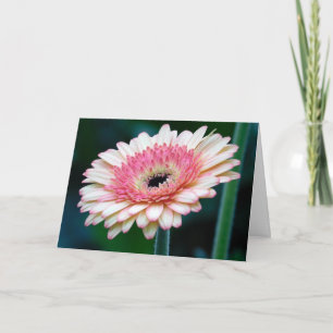 Tarjeta de saludo de color rosa Gerbera Daisy