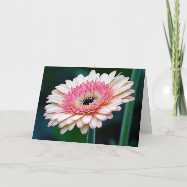 Tarjeta de saludo de color rosa Gerbera Daisy (Anverso)