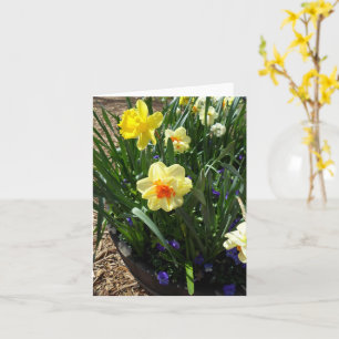 Tarjeta De Saludo De Daffodil Amarillo Y Naranja
