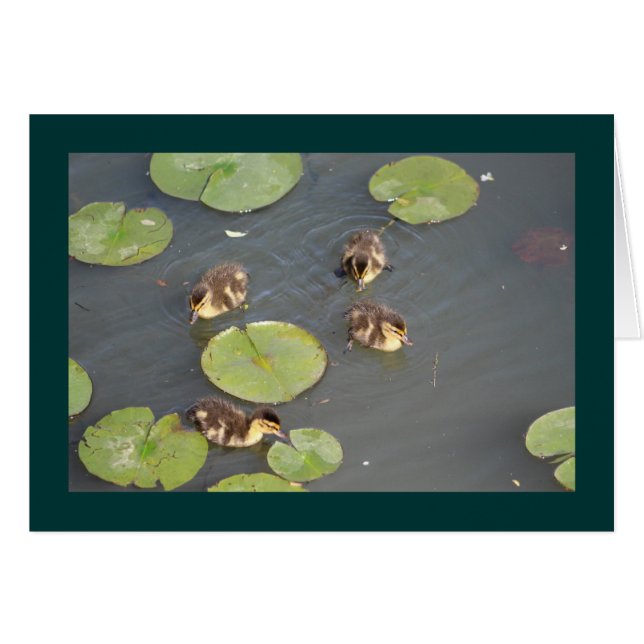 Tarjeta de saludo de Ducklings (Anverso (Horizontal))