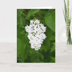 Tarjeta de saludo de Flor de Lílago Blanco
