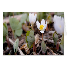 Tarjeta de saludo de Flores de Primavera