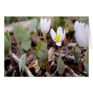 Tarjeta de saludo de Flores de Primavera