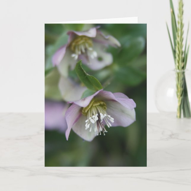 Tarjeta de saludo de Flores Púrpura (Anverso)