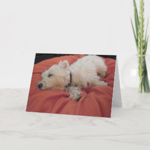 Tarjeta de saludo de fotos de Westie Sleeping