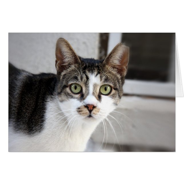 Tarjeta de saludo de gato (Anverso (Horizontal))