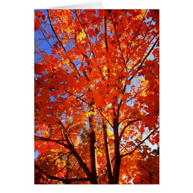 Tarjeta de saludo de Gloria del Otoño (Frente)