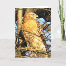 Tarjeta de saludo de halcón de hombro rojo