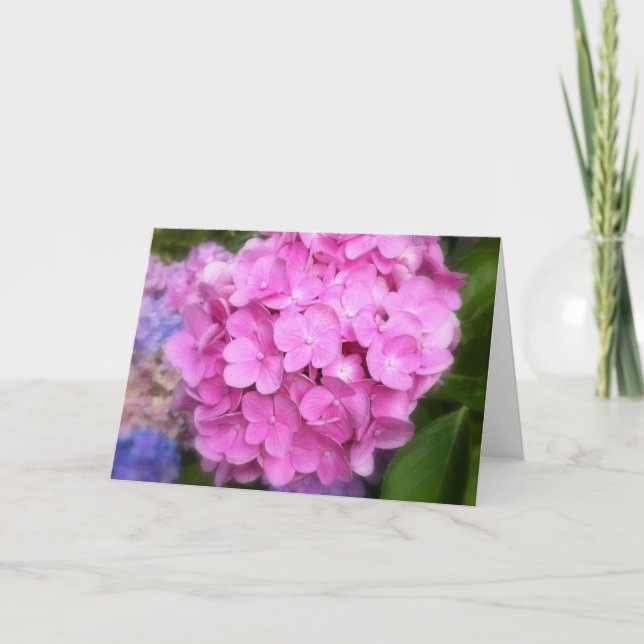 Tarjeta de saludo de Hydrangea Rosa (Anverso)