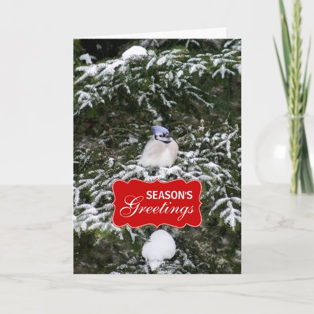 Tarjeta de saludo de invierno azul Jay Holiday (Anverso)