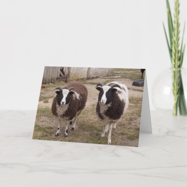 Tarjeta de saludo de Jacob Sheep (Anverso)