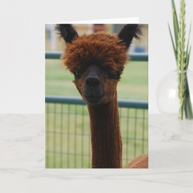 Tarjeta de saludo de la Alpaca de Kuzco (Anverso)