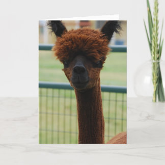 Tarjeta de saludo de la Alpaca de Kuzco