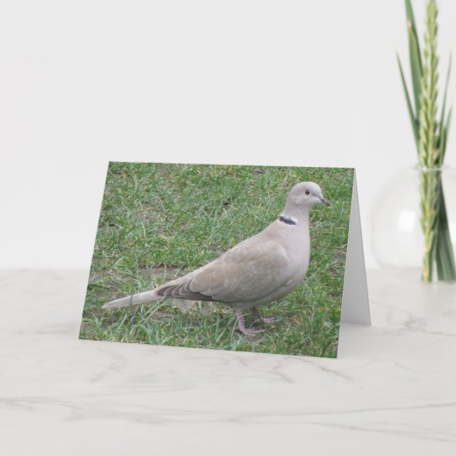 Tarjeta de saludo de la palangana collarada (Anverso)