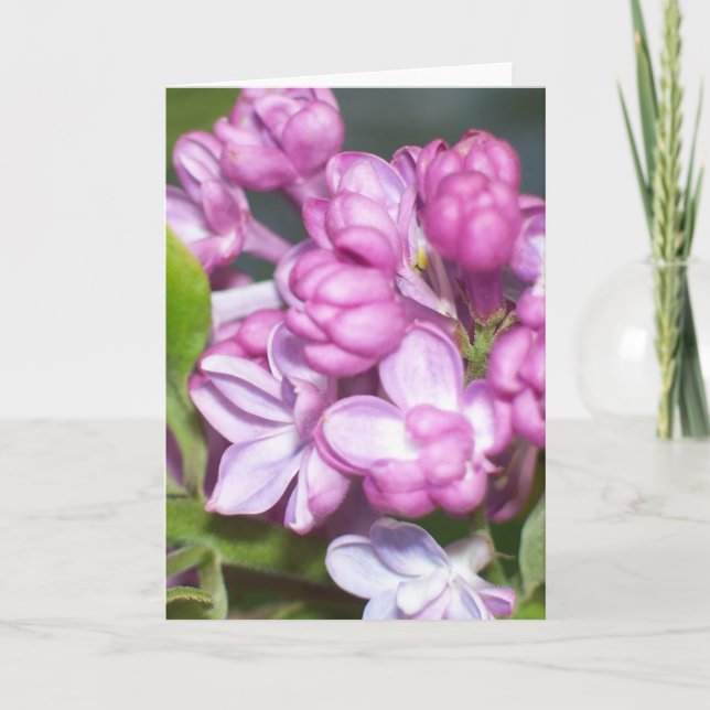 Tarjeta de saludo de Lilac (Anverso)