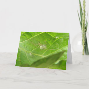 Tarjeta de saludo de Little Spider