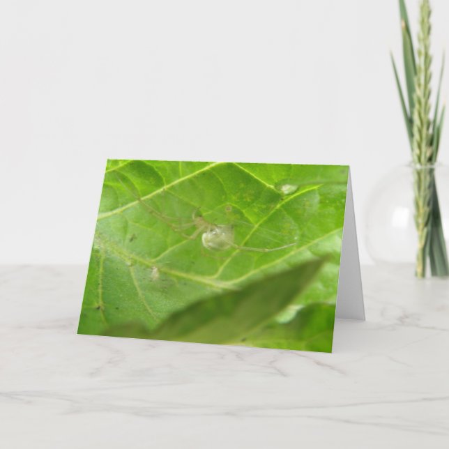 Tarjeta de saludo de Little Spider (Anverso)