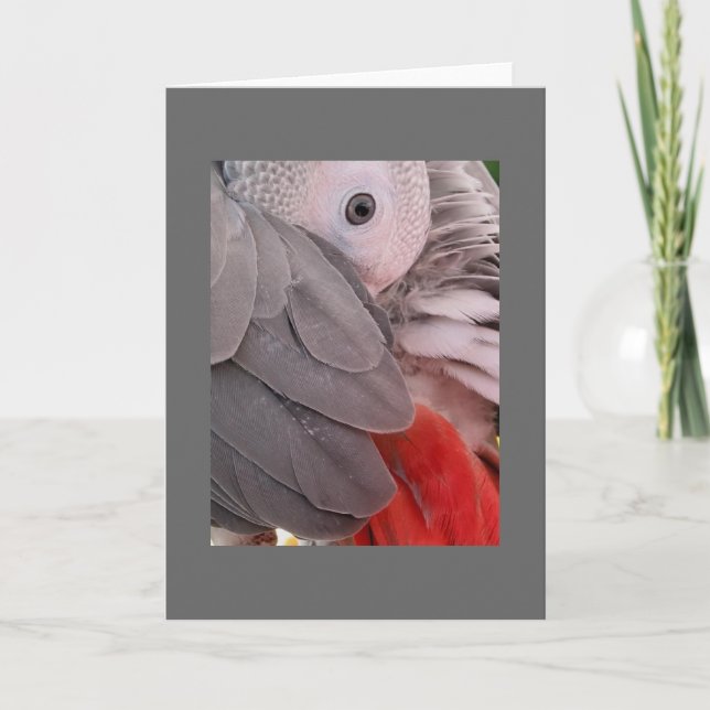 Tarjeta de saludo de loro gris africano (Anverso)