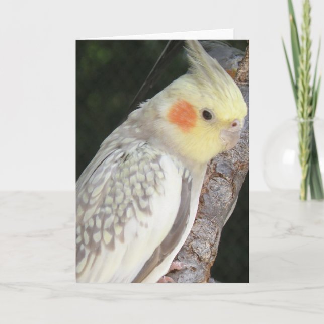 Tarjeta de saludo de loro gris africano (Anverso)