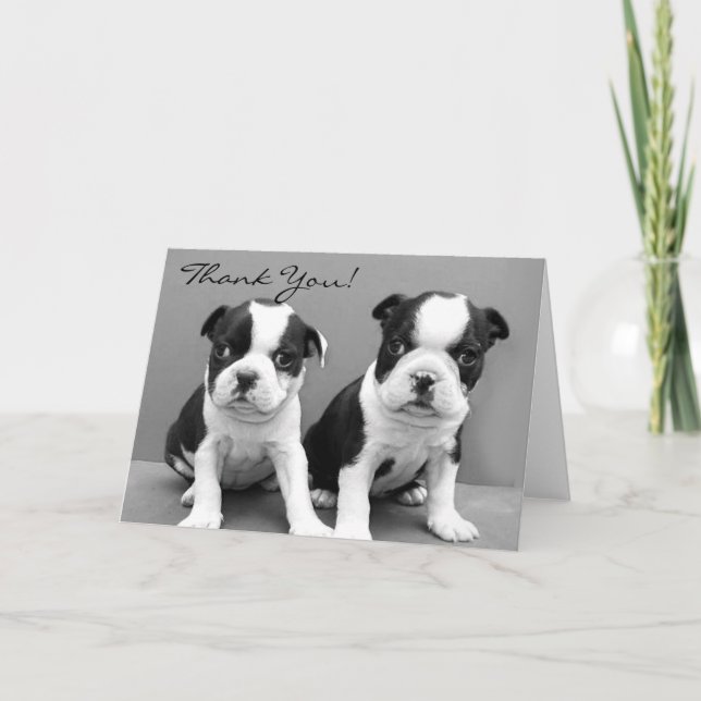 Tarjeta de saludo de los cachorros terrier de Bost (Anverso)