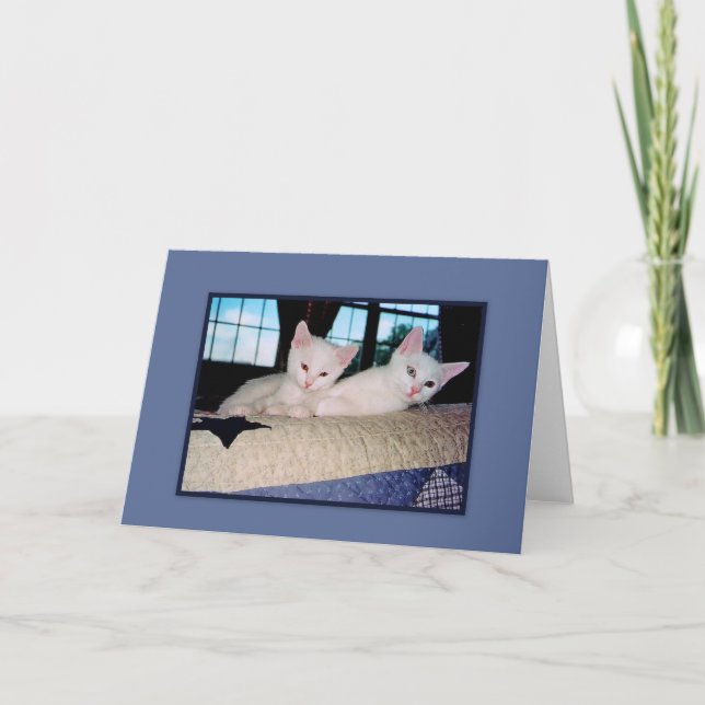 Tarjeta de saludo de los gatitos angora turcos (Anverso)